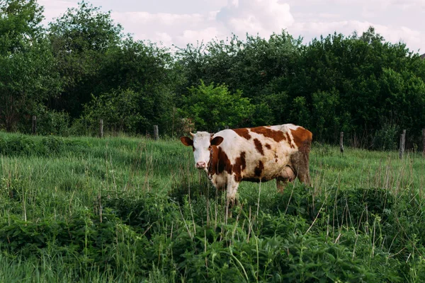 Пейзаж Однією Молодою Коровою Полі Стоїть Коричнево Біла Корова Жує — стокове фото