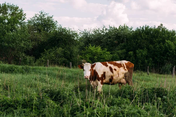 Paisaje Con Una Vaca Joven Una Vaca Marrón Blanca Está —  Fotos de Stock