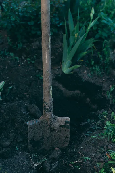 Schaufel Der Bodenanlage Ernte Landwirtschaftlicher Geräte — Stockfoto