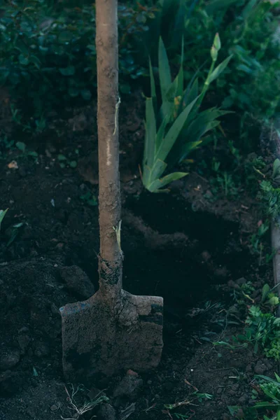 Schaufel Der Bodenanlage Ernte Landwirtschaftlicher Geräte — Stockfoto