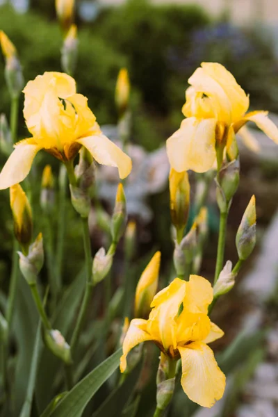 Árbol Iris Amarillo Crecen Jardín — Foto de Stock