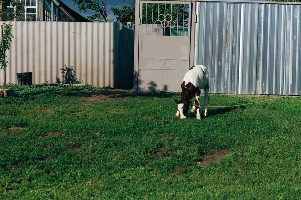 Τοπίο Μια Νεαρή Αγελάδα Καφετί Και Άσπρη Αγελάδα Στέκεται Στο — Φωτογραφία Αρχείου