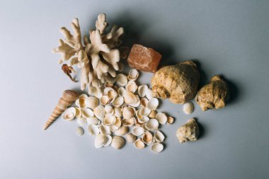 deniz kabuklarını, deniz atı, gri bir arka planda flatplay mercan. değil canlı, kurutulmuş deniz atı mercan ve deniz hayvanı kabuğu yanında duruyor. deniz kabuklarını doku. metin için yer. kaya tuzu, deniz tuzu