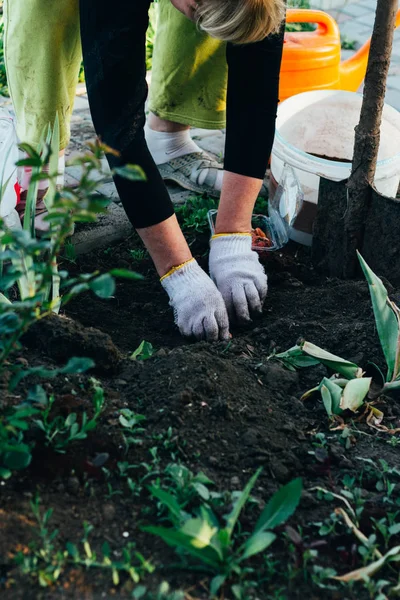 Hände Handschuhen Pflanzen Samen Bäuerin Kümmert Sich Die Pflanzen Auf — Stockfoto