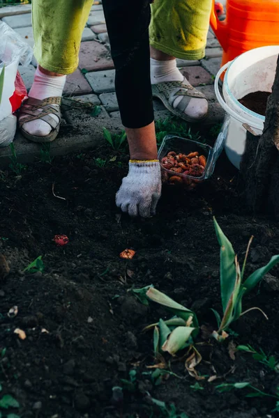 Hände Handschuhen Pflanzen Samen Bäuerin Kümmert Sich Die Pflanzen Auf — Stockfoto