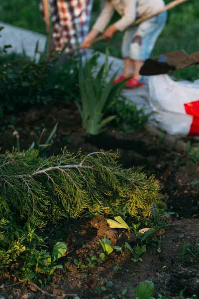 Einen Nadelgrünen Zweig Pflanzen Die Menschen Blumen Von Hinten Bett — Stockfoto