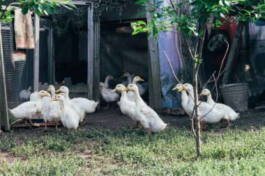 Kümes hayvanları avluda birçok küçük yerli ördek yavrusu çiftlikte yeşil çimenlerin üzerinde yürüyüş. Ekonomi