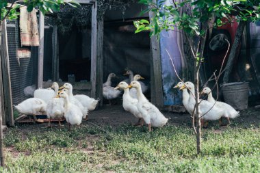 Kümes hayvanları avluda birçok küçük yerli ördek yavrusu çiftlikte yeşil çimenlerin üzerinde yürüyüş. Ekonomi