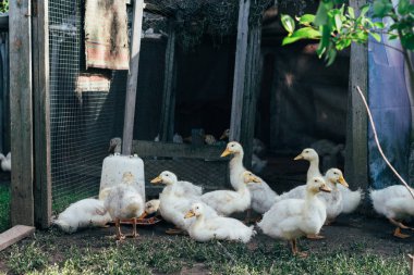Kümes hayvanları avluda birçok küçük yerli ördek yavrusu çiftlikte yeşil çimenlerin üzerinde yürüyüş. Ekonomi