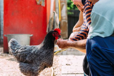 Tavuk besleme. Çocuk ve adam elinden siyah bir tavuğa kırmızı tarak ile beslenir. Tarım