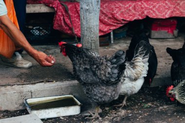 Tavuk besleme. adam beslenen elinden siyah bir tavuğa kırmızı bir tarak. Tarım