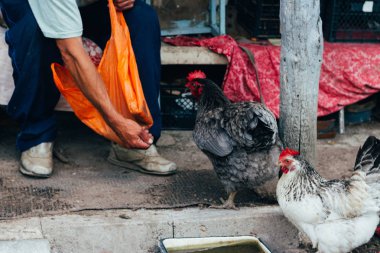 Tavuk besleme. adam beslenen elinden siyah bir tavuğa kırmızı bir tarak. Tarım