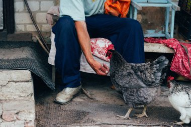 Tavuk besleme. adam beslenen elinden siyah bir tavuğa kırmızı bir tarak. Tarım