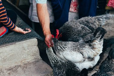 Tavuk besleme. Çocuk ve adam elinden siyah bir tavuğa kırmızı tarak ile beslenir. Tarım