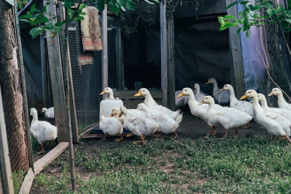 Muitos Pequenos Patinhos Domésticos Quintal Aves Caminham Grama Verde Fazenda — Fotografia de Stock