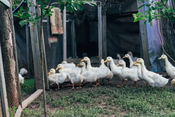 Muitos Pequenos Patinhos Domésticos Quintal Aves Caminham Grama Verde Fazenda — Fotografia de Stock