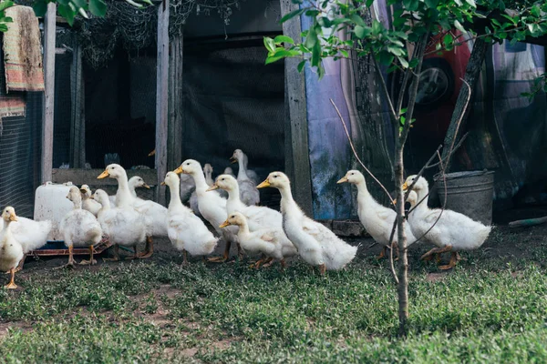 Många Små Inhemska Ankungar Fjäderfä Gården Det Gröna Gräset Gården — Stockfoto