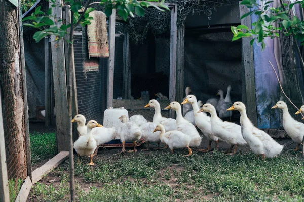 Många Små Inhemska Ankungar Fjäderfä Gården Det Gröna Gräset Gården — Stockfoto