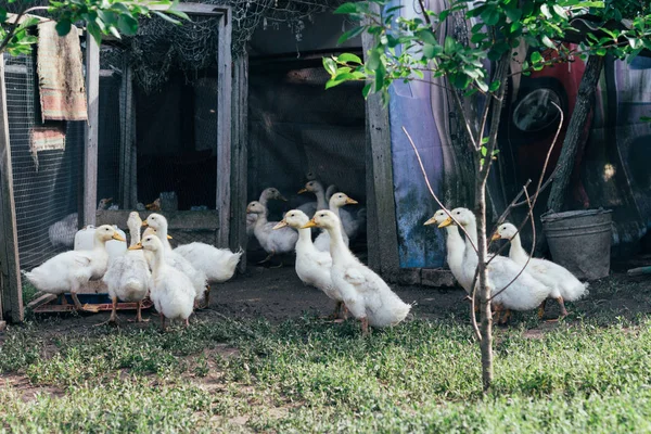 Muitos Pequenos Patinhos Domésticos Quintal Aves Caminham Grama Verde Fazenda — Fotografia de Stock