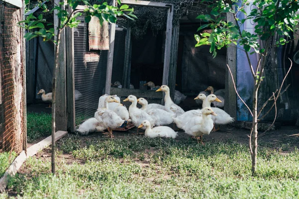 Muitos Pequenos Patinhos Domésticos Quintal Aves Caminham Grama Verde Fazenda — Fotografia de Stock