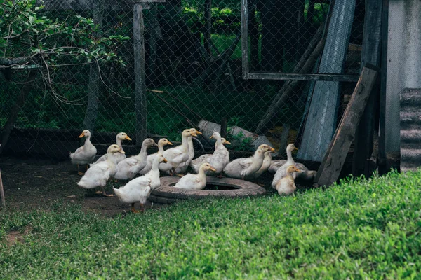 Muitos Pequenos Patinhos Domésticos Quintal Aves Caminham Grama Verde Fazenda — Fotografia de Stock