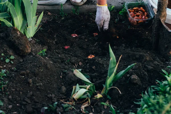 Tangan Bibit Tanaman Sarung Tangan Petani Wanita Mengurus Tanaman Perkebunan — Stok Foto