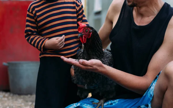 Alimentação Galinhas Rapaz Homem Alimentam Mãos Uma Galinha Preta Com — Fotografia de Stock