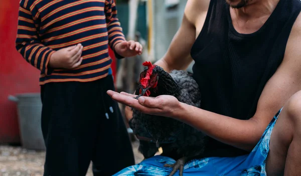 Cibo Galline Ragazzo Uomo Sono Nutriti Mani Pollo Nero Con — Foto Stock