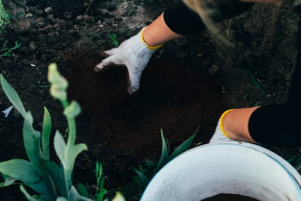 Hände Handschuhen Pflanzen Samen Bäuerin Kümmert Sich Die Pflanzen Auf — Stockfoto