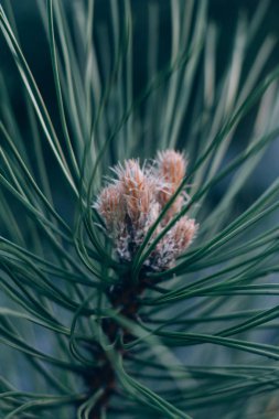 Polen yeni çam çiçeği düşüyor. Genç ve çam kozalakları yeşil iğne falan batmazdı