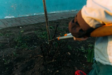 Erken ilkbaharda budama gül. Bir gül bush tarafından bir bahçıvan oluşumu. Secateur bahçıvan elinde. bir bahçe budayıcı ile gül dalı kırpma