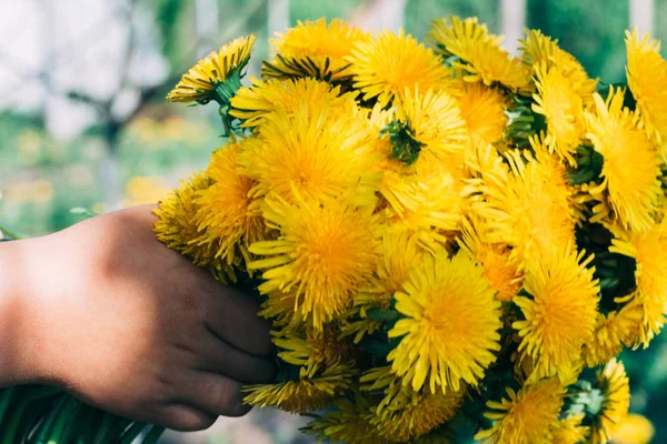 Boeket Van Paardebloemen Handen Van Kinderen Handen Met Een Paardebloem — Stockfoto