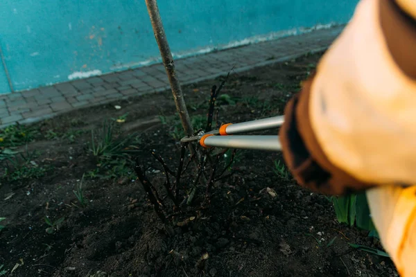 Pruning roses early in the spring. Formation of a rose bush by a gardener. Secateur in the hands of the gardener. crop the branches of roses with a garden pruner