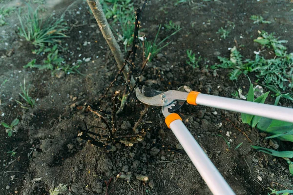 Rosenschnitt Frühjahr Bildung Eines Rosenstrauches Durch Einen Gärtner Gartenschere Den — Stockfoto