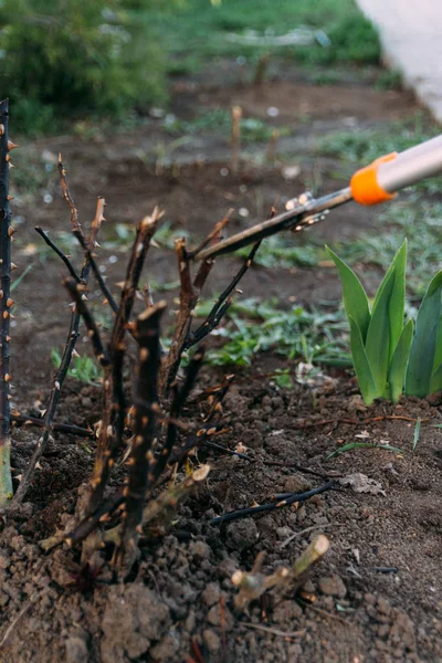 Rosenschnitt Frühjahr Bildung Eines Rosenstrauches Durch Einen Gärtner Gartenschere Den — Stockfoto