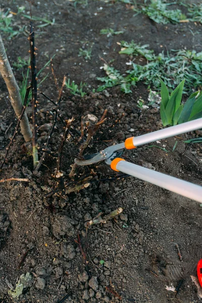 Poda Rosas Principios Primavera Formación Rosal Por Jardinero Secateur Las — Foto de Stock