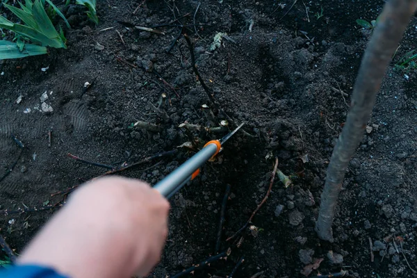 Rosenschnitt Frühjahr Bildung Eines Rosenstrauches Durch Einen Gärtner Gartenschere Den — Stockfoto