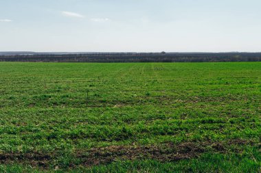 Yeşil alan. Ormanın içinde belgili tanımlık geçmiş. Geç sonbaharda. Bulutlu gün. Bahar
