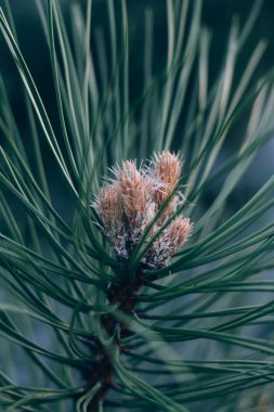 Polen yeni çam çiçeği düşüyor. Genç ve çam kozalakları yeşil iğne falan batmazdı