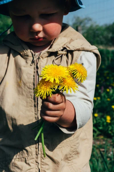 Csokor Pitypang Gyerekek Kezébe Kezet Kezében Egy Pitypang Virág Csokor — Stock Fotó