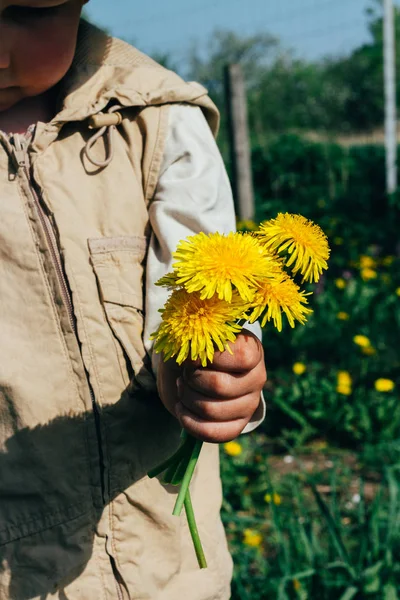 Boeket Van Paardebloemen Handen Van Kinderen Handen Met Een Paardebloem — Stockfoto