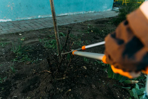 Poda Rosas Principios Primavera Formación Rosal Por Jardinero Secateur Las — Foto de Stock