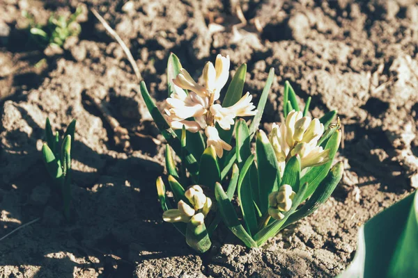 Bahar bahçe en parlak beyaz çiçek sümbül. Beyaz sümbül. yerdeki beyaz sümbül bush bahçede büyür.