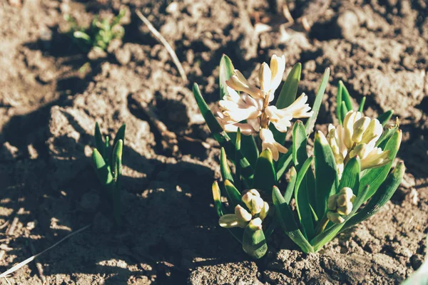 Bahar bahçe en parlak beyaz çiçek sümbül. Beyaz sümbül. yerdeki beyaz sümbül bush bahçede büyür.