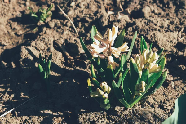 Bahar bahçe en parlak beyaz çiçek sümbül. Beyaz sümbül. yerdeki beyaz sümbül bush bahçede büyür.