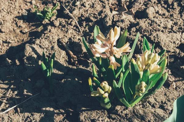 Bahar bahçe en parlak beyaz çiçek sümbül. Beyaz sümbül. yerdeki beyaz sümbül bush bahçede büyür.