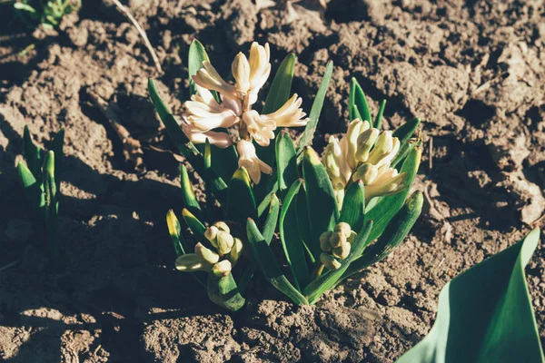 Bahar bahçe en parlak beyaz çiçek sümbül. Beyaz sümbül. yerdeki beyaz sümbül bush bahçede büyür.