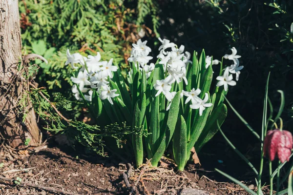 Leuchtend Weiße Blütenhyazinthen Garten Frühling Weiße Hyazinthen Garten Wächst Ein — Stockfoto