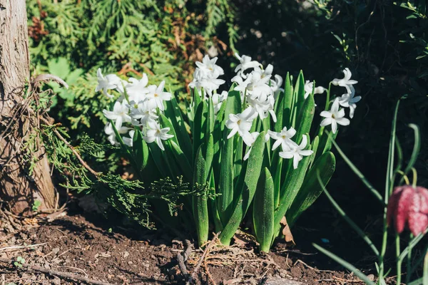 Bahar bahçe en parlak beyaz çiçek sümbül. Beyaz sümbül. yerdeki beyaz sümbül bush bahçede büyür.