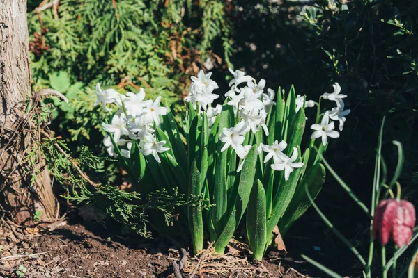 Bahar bahçe en parlak beyaz çiçek sümbül. Beyaz sümbül. yerdeki beyaz sümbül bush bahçede büyür.